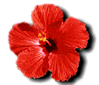 logo hibiscus